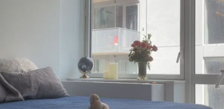 Un loro conquista las redes demostrando su talento bailando una canción de Bad Bunny