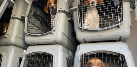 4.000 beagles serán rescatados de las instalaciones de un centro de investigación