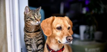 Debemos agradecer a nuestros animales de compañía por su servicio y amor guardando siempre las jerarquías de convivencia
