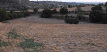 Reto visual: ¿Cuántos conejos eres capaz de ver?