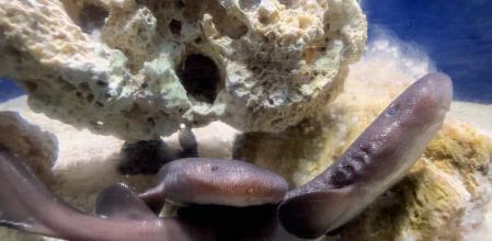 Crías de nodriza cola corta