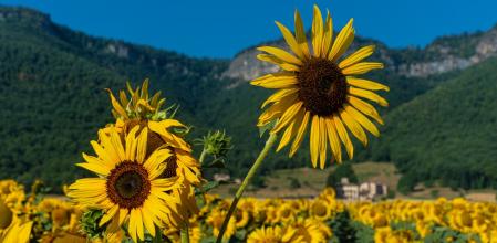 Girasoles en Hostalets d'en Bas.