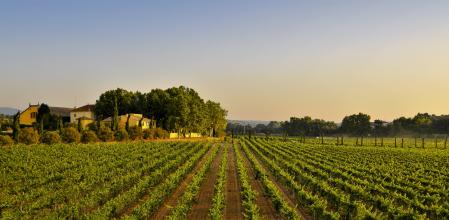 Viñedo de la familia Torres en Villafranca del Panadès