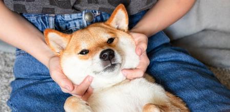 El cariño que dan los perros es insuperable