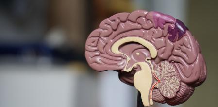 El cerebro es el órgano principal del sistema nervioso, encargado de regular todas nuestras funciones vitales para poder vivir.