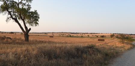 Reto visual: ¿Eres capaz de localizar a las dos bubillas en menos de 30 segundos?