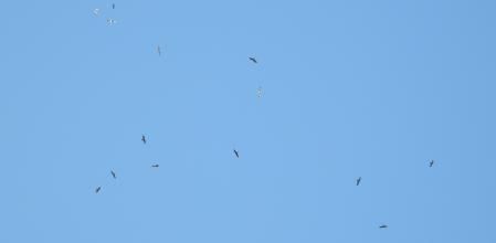 Reto visual: ¿Eres capaz de localizar a las cuatro gaviotas intrusas?