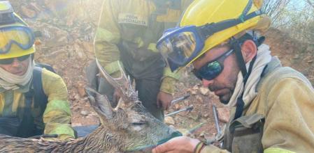 Los brigadistas rescataron al corzo, que se encontraba muy débil y deshidratado