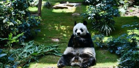 El animal dejó de comer