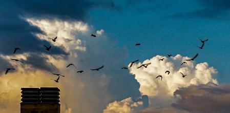 Cumulonimbos con el vuelo de las palomas.