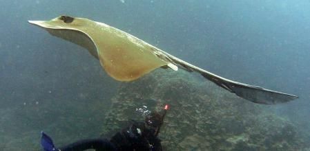 Ejemplar de mantarraya de la especie 'Pastinachus atrus', en aguas de Australia .