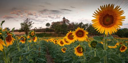 Sant Jaume de Vilamontà rodeada de girasoles.