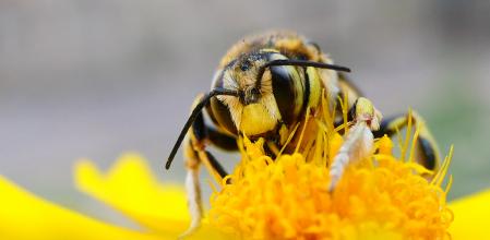 Abeja de pata peluda