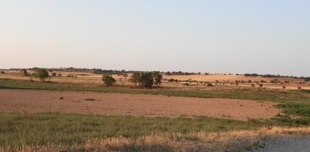 Reto visual: ¿Puedes localizar el alcaraván en menos de 30 segundos?