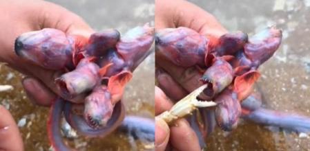 Los peces y su parecido con la criatura de 'Stranger Things' ha fascinado a los usuarios