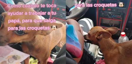 La simpática perrita ayudante de taxista que se encarga de cobrar a los pasajeros