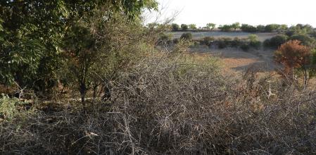 Reto visual: ¿Puedes localizar la libélulas en menos de 30 segundos?