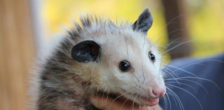 La historia viral de la chica que rescata a zarigüeyas huérfanas y les da una nueva vida