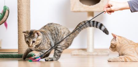 Siempre debemos jugar con el gato con un juguete, nunca con nuestras manos