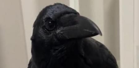 Vanta, la cuerva viral que ha enamorado a las redes con su voz 'sexy' al decir 'hola'