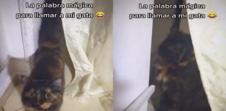 La reacción ‘mágica’ de una gatita cuando le dicen que le van a dar pollo despierta ternura en redes