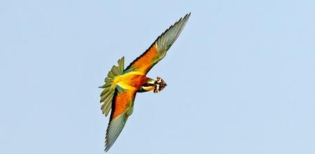 Abejaruco con mariposa