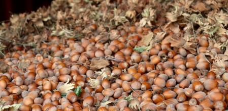 Remolque lleno de avellanas en una finca de Vilallonga del Camp.