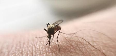 Aliviar el picazón tras una picadura de mosquito es posible con algunos trucos básicos. 