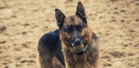 Un pastor alemán en el Centro de Acogida de Animales de Compañía de Barcelona (CAACB).
