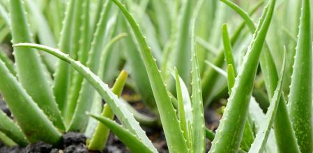 Group of Aloe Vera Plant growth in farmMore Aloe Vera image:
