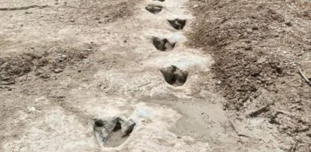 Las huellas descubiertas junto al río Paluxy
