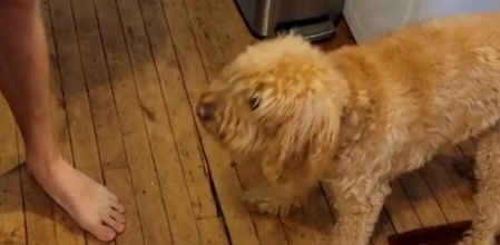 Daisy es la protagonista de este vídeo viral