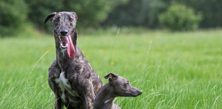 Los expertos consideran que el perro se pudo contagiar al contactar con la ropa de cama infectada