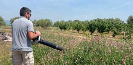 Un hombre aspira las chinches en una finca del Camp de Tarragona