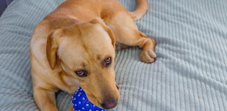 Imagen recurso de un perro