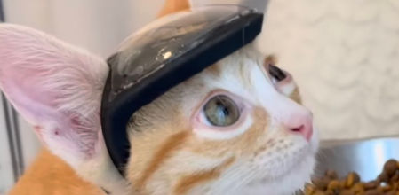 La historia de Otter se ha hecho popular en redes sociales