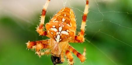 Araña de la cruz.
