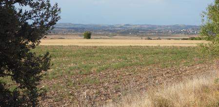 Reto visual: ¿Cuántas perdices puedes encontrar en menos de 30 segundos?