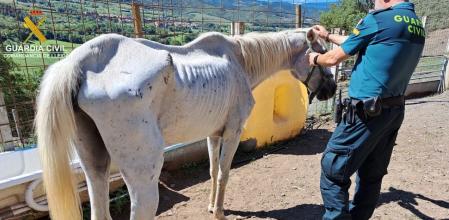 Un caballo desnutrido localizado en la explotación ilegal de Estamariu