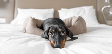 Hoteles en los que permiten mascotas