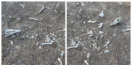 Reto visual diferencias huesos