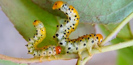 Oruga de la avispa del rosal.