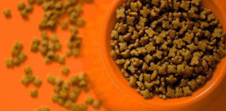 dieta casera o pienso para mascotas