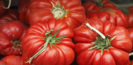 Tomate orgánico