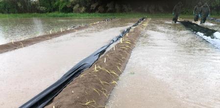 Imagen de archivo de un campo inundado en el Baix Llobregat en el año 2020