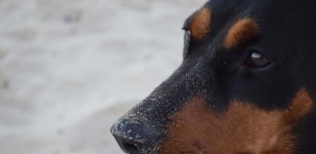 Pinscher alemán