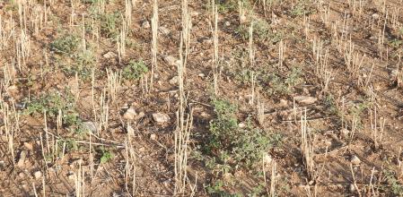 2 Reto visual: ¿Puedes encontrar a la mariposa en menos de 30 segundos?