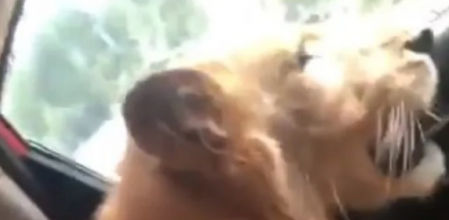 El león africano en el asiento trasero