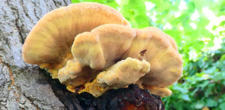 El hongo Inonotus hispidus.