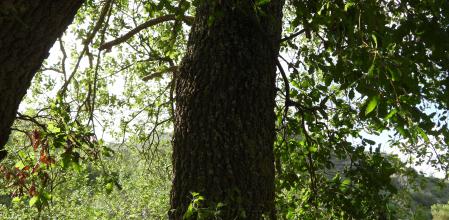 Reto visual mariposa